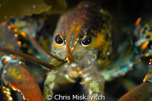Lobsta Eyes by Chris Miskavitch 